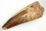 Fossil Spinosaurus Tooth - Real Dinosaur Tooth #204462-1